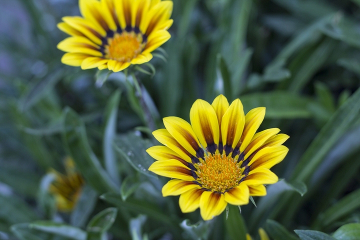 fiori