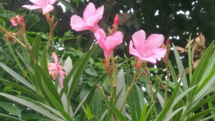 Pink flowers