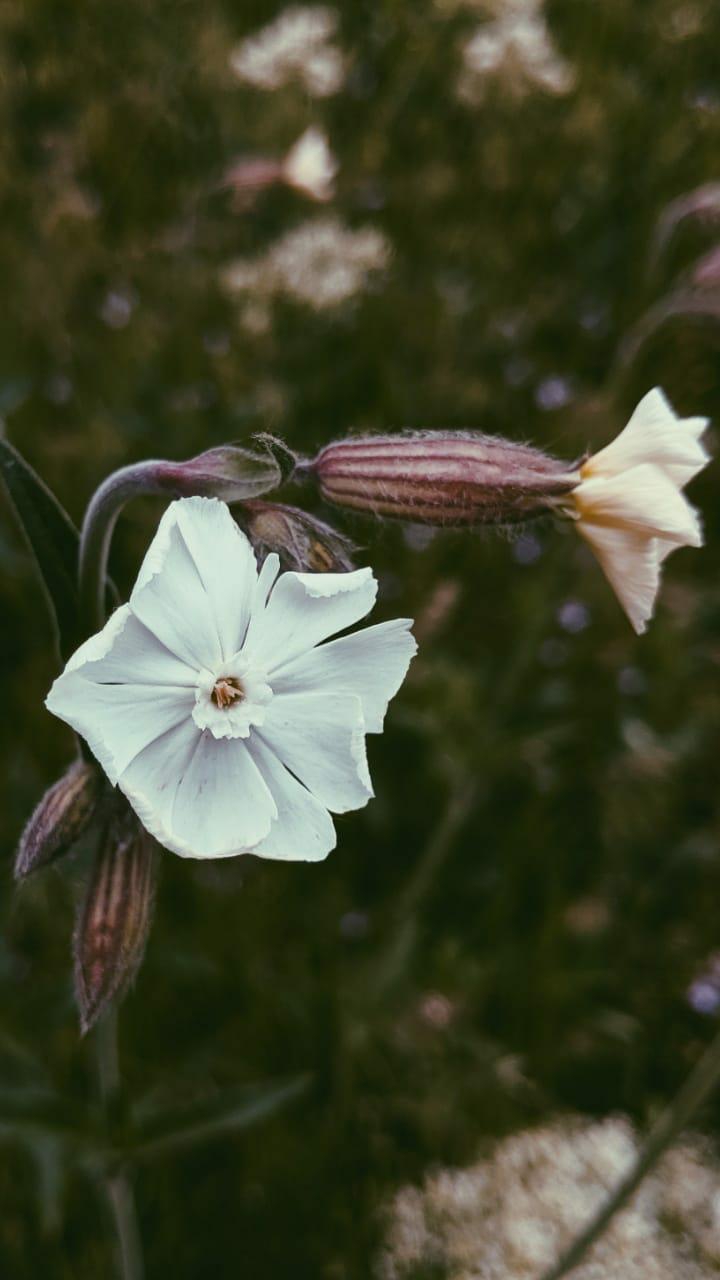 WiteFlower