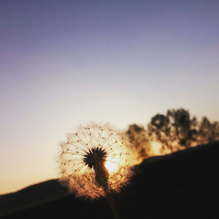 blowball and sunset