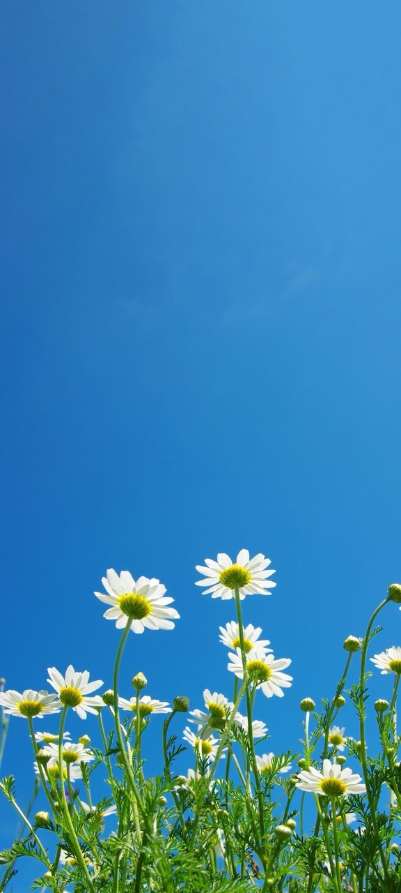wildflower, chamomile duvar kağıtları