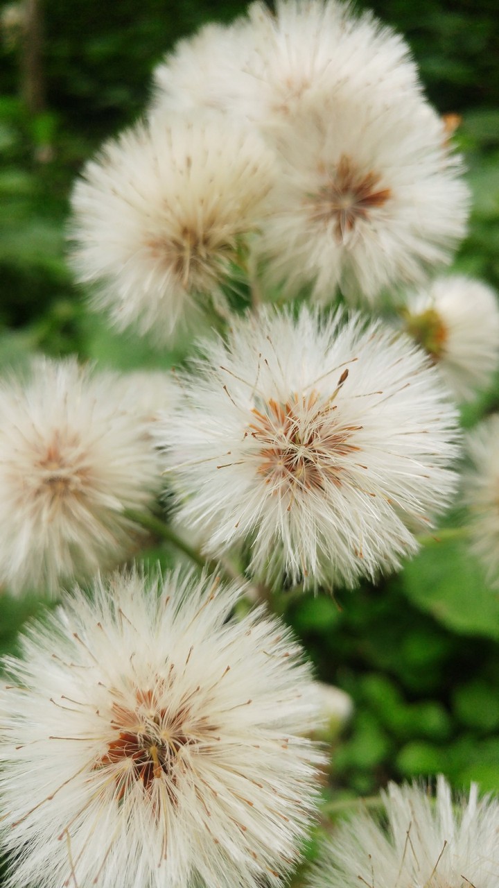 Almost a dandelion