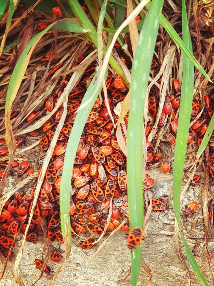 red insects