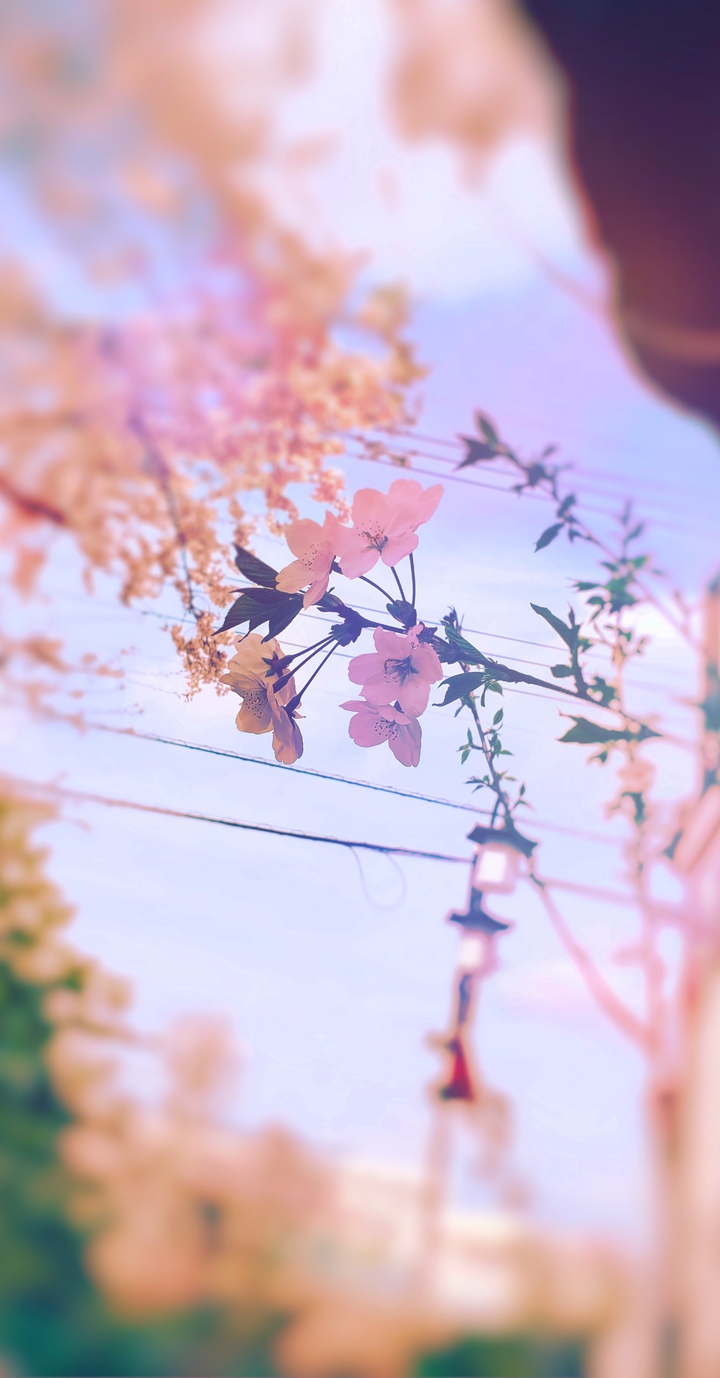 Cherryblossom