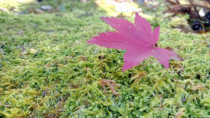 maple