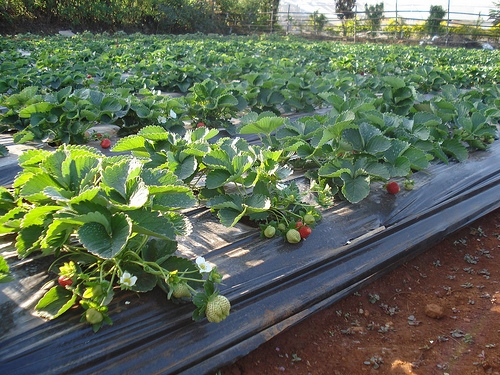 Farm