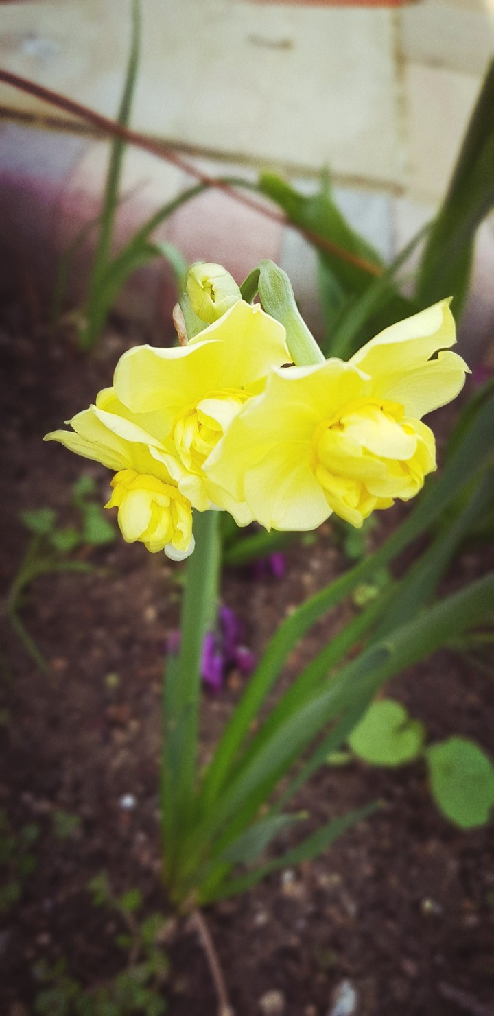 yellow flower