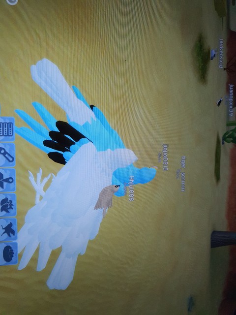 tapety beak, feather
