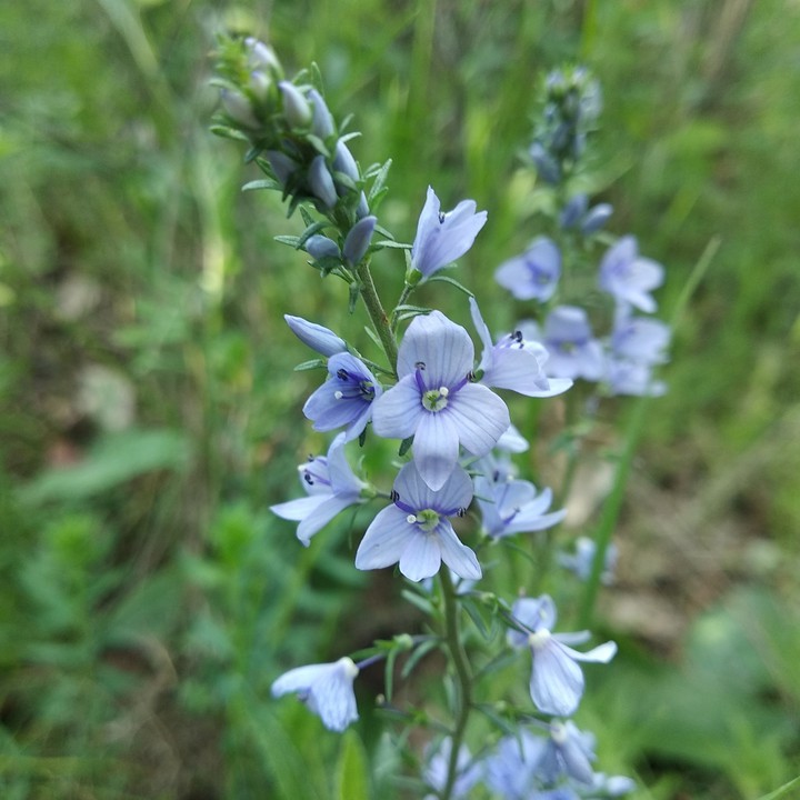 blue flower#2