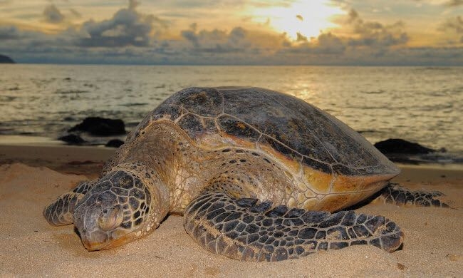 sea turtle