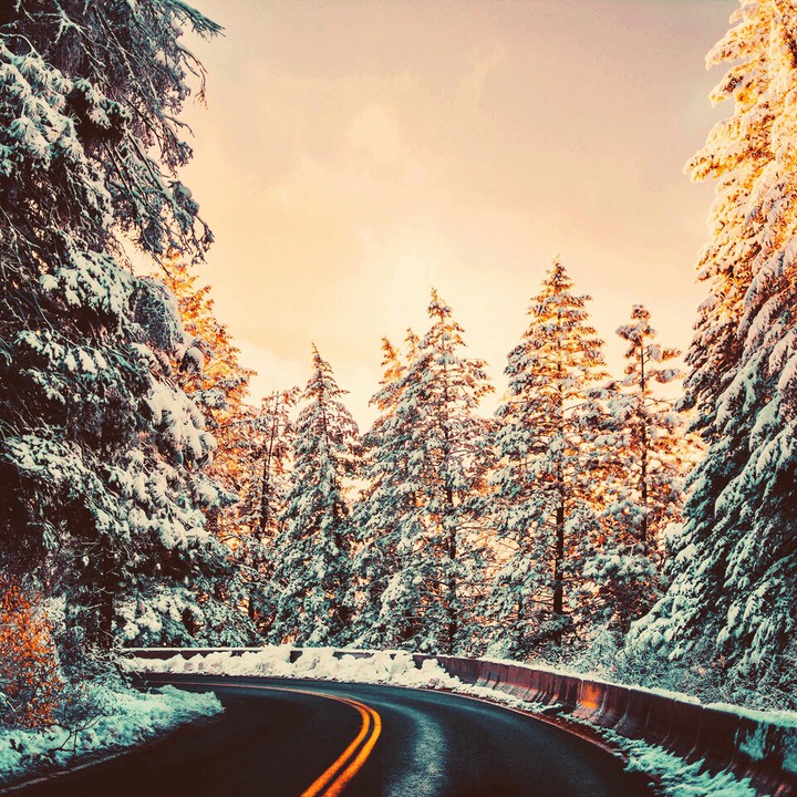 winter forest