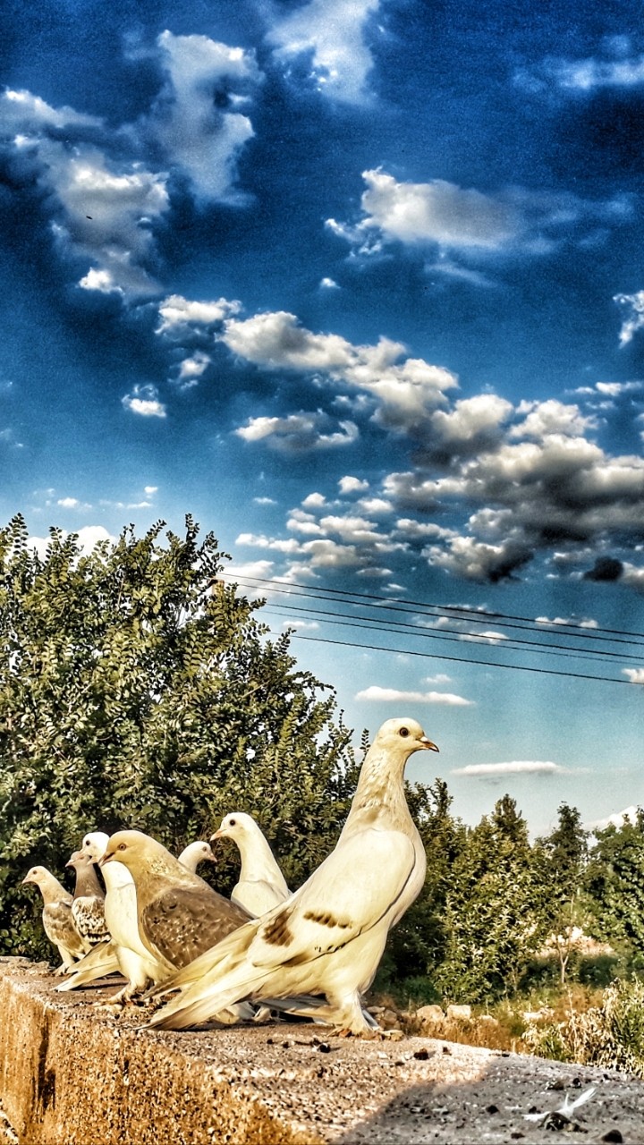 piegon