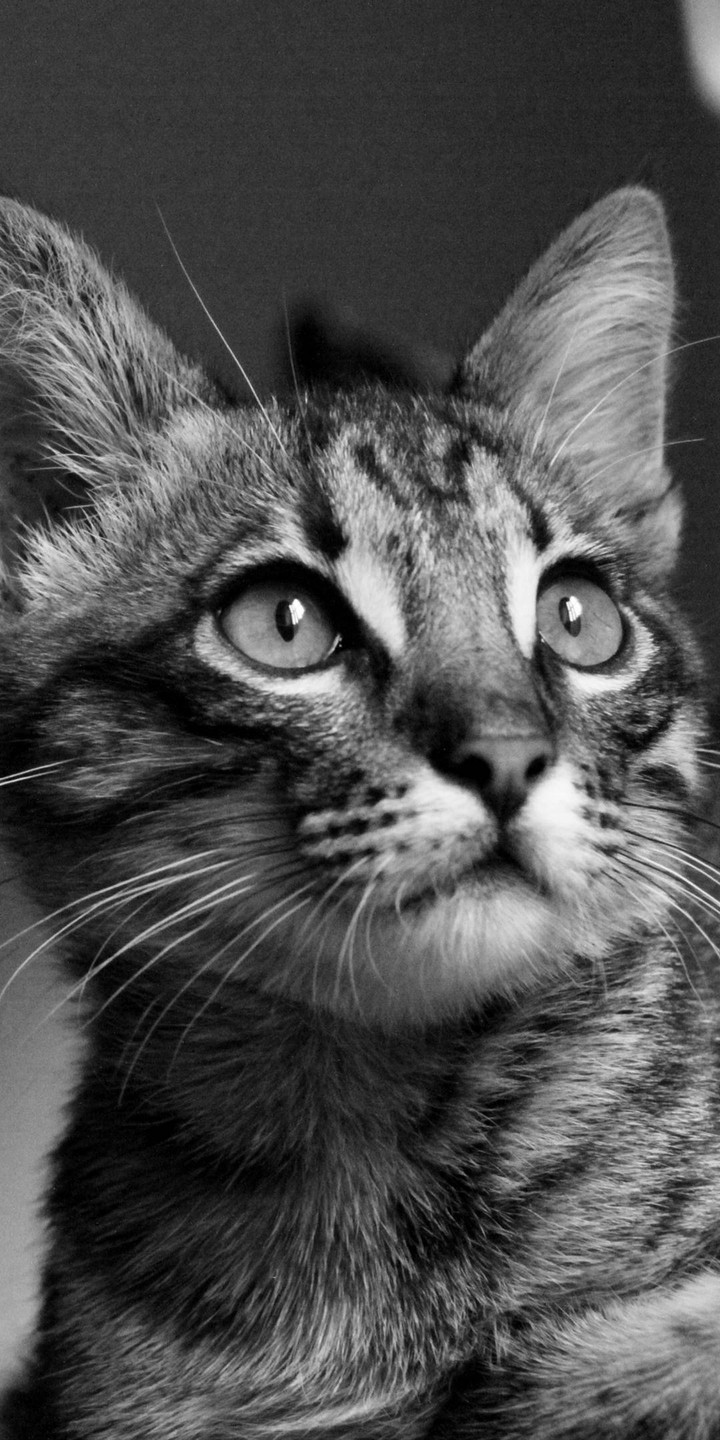 wild cat