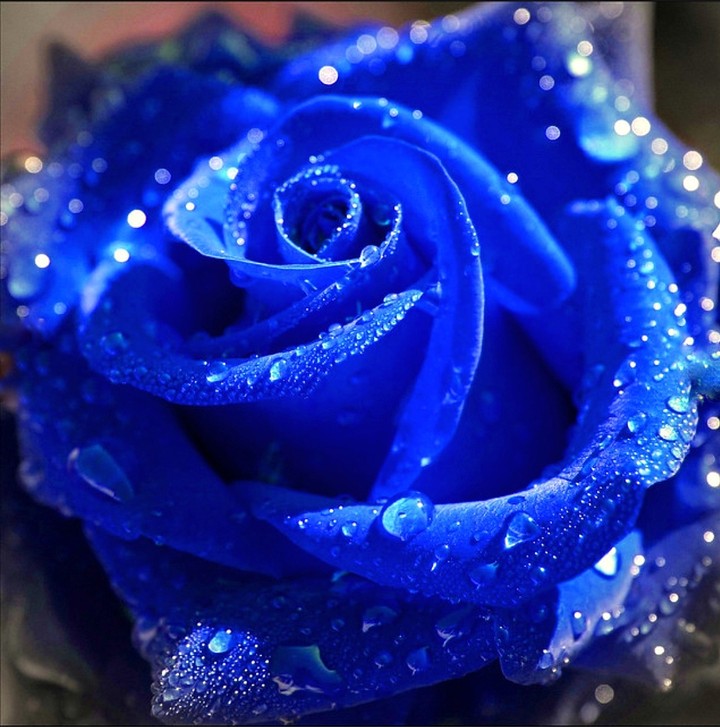 Roses