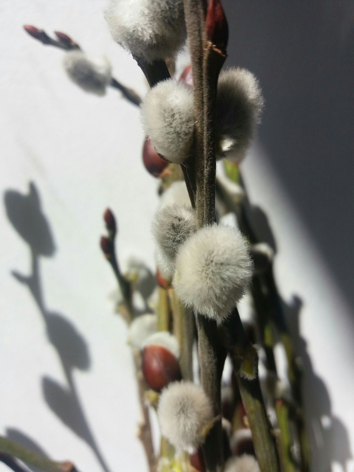 Willow