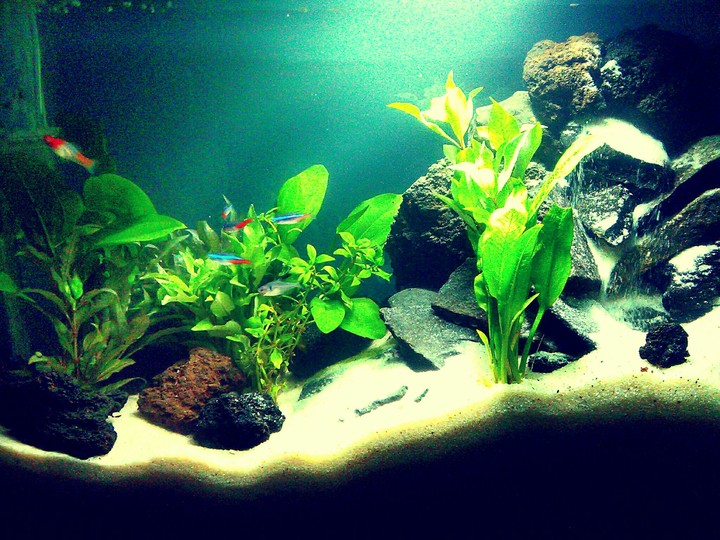Aquarium