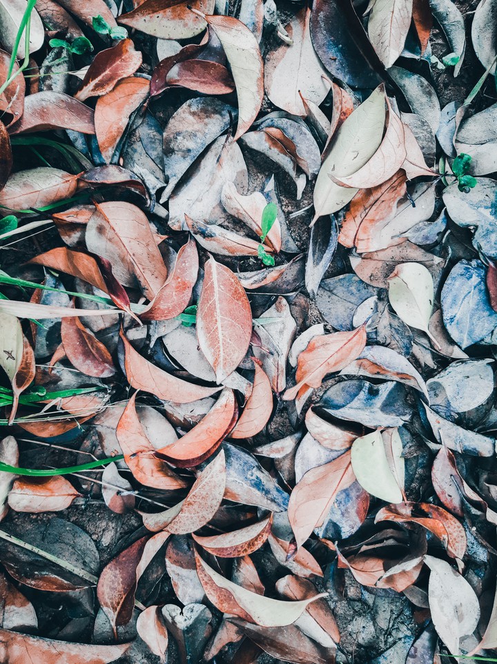 Leaves
