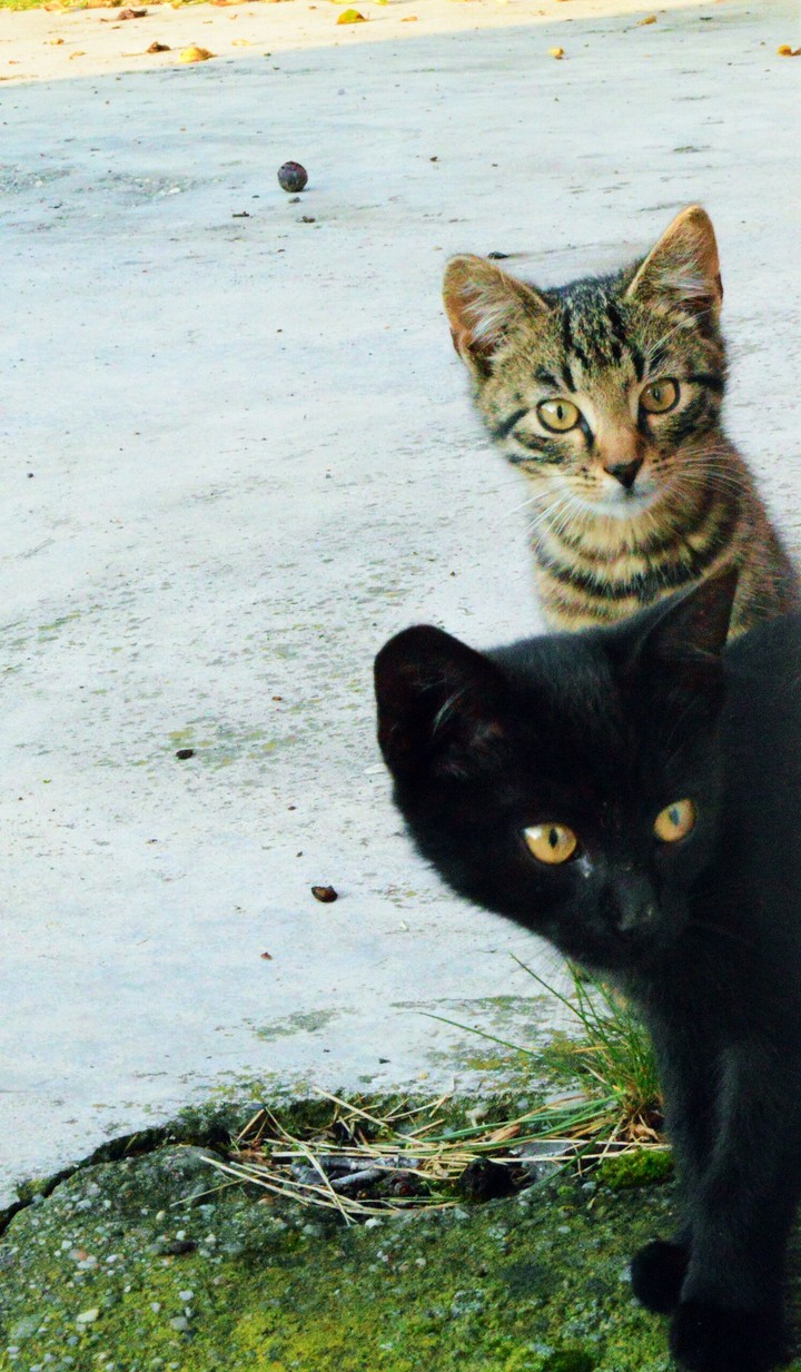 cats