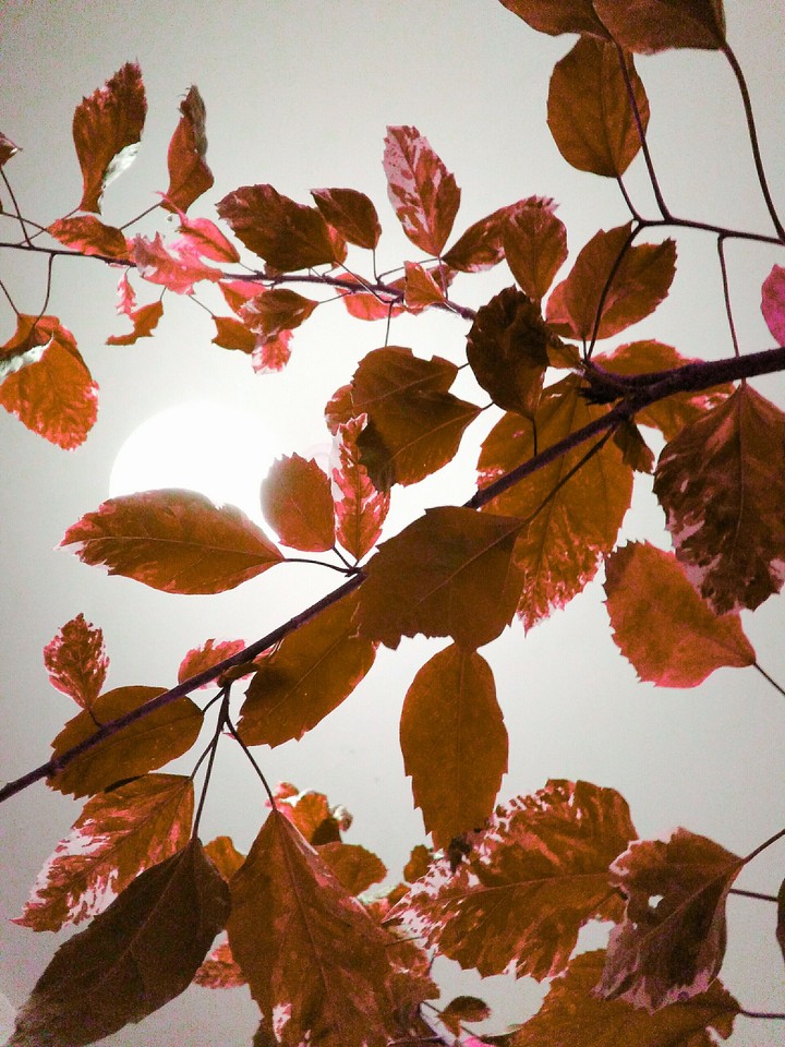 Autumn sky