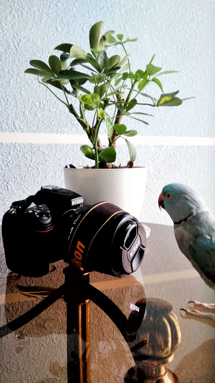 ringneck