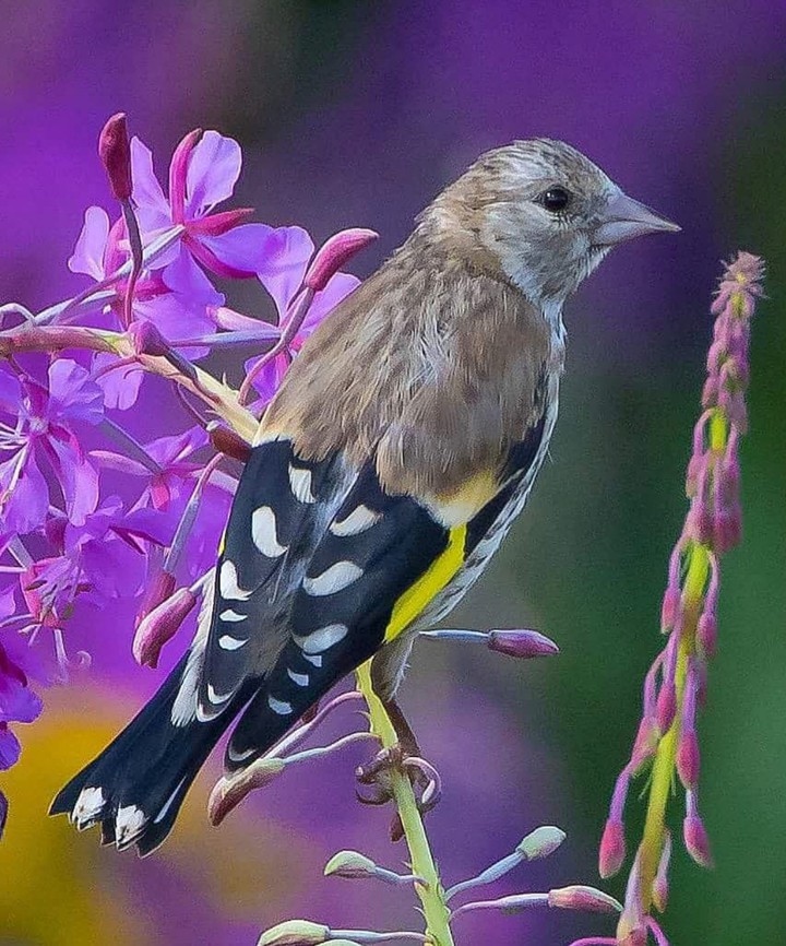 bird