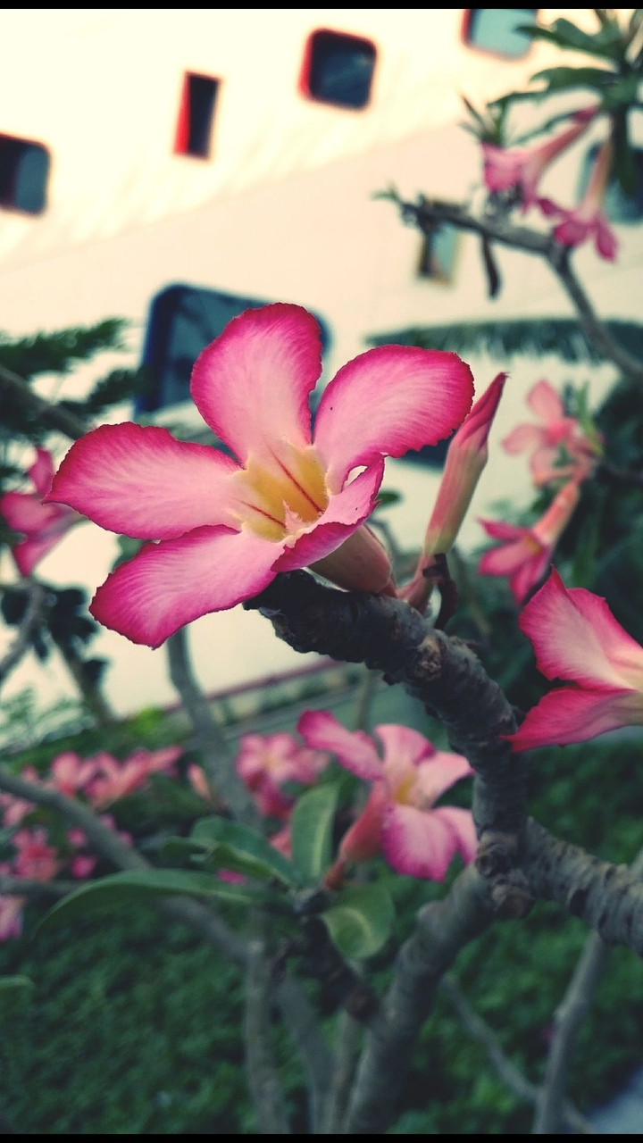 pink beauty