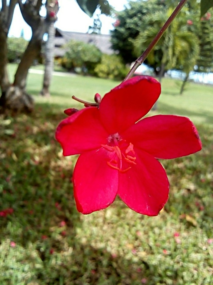 pick flower