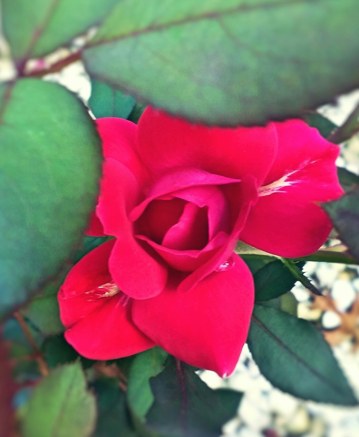 Perfect Rose