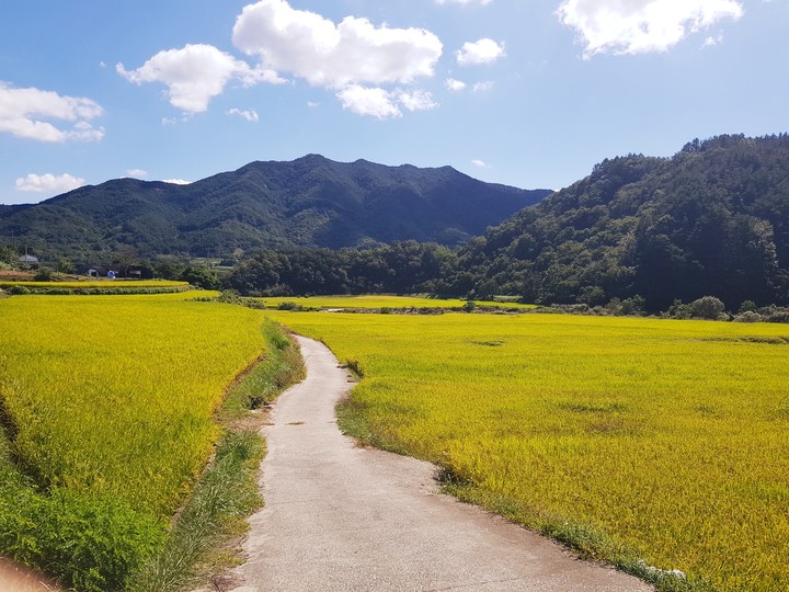 a path between the rice fields