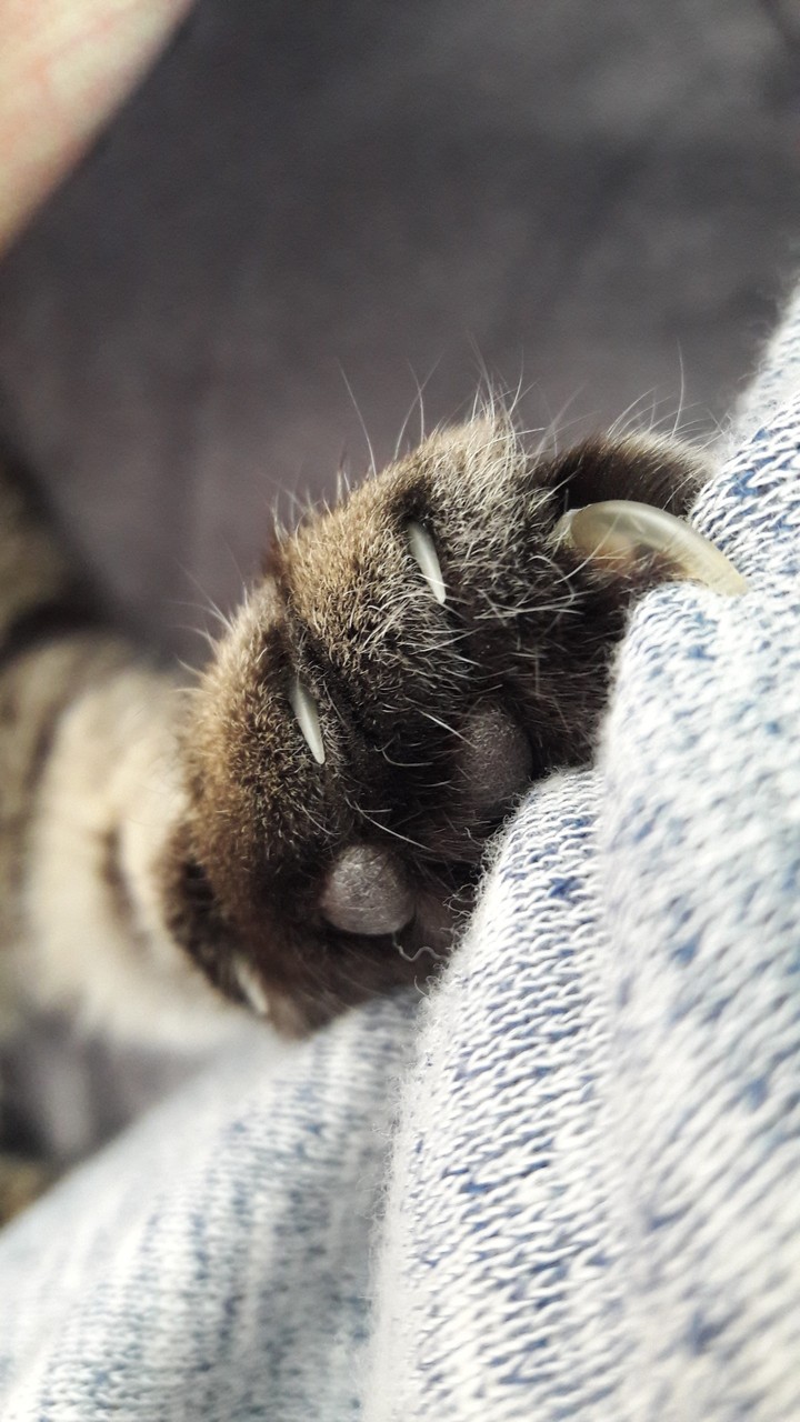 Claw