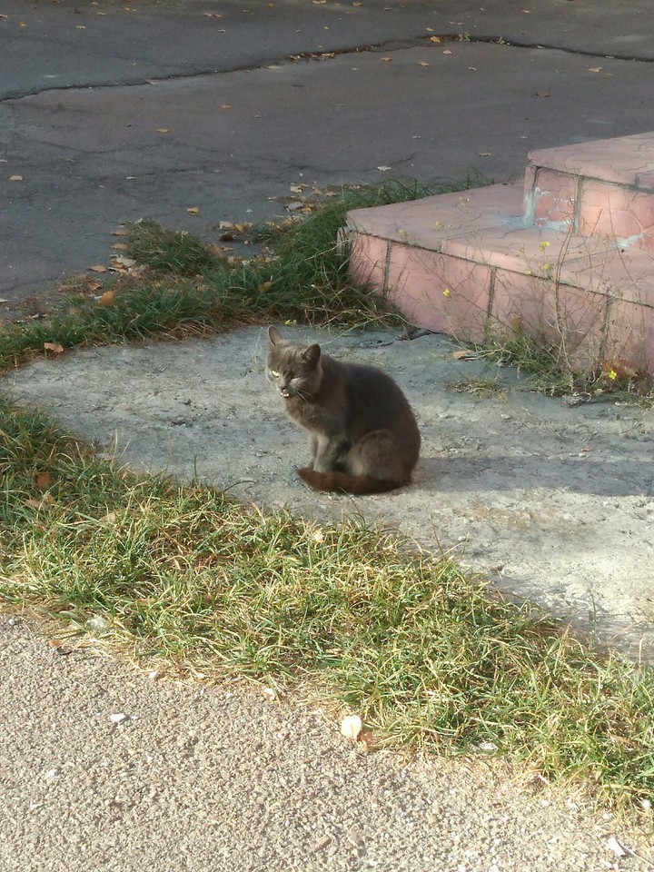 angry cat ;)