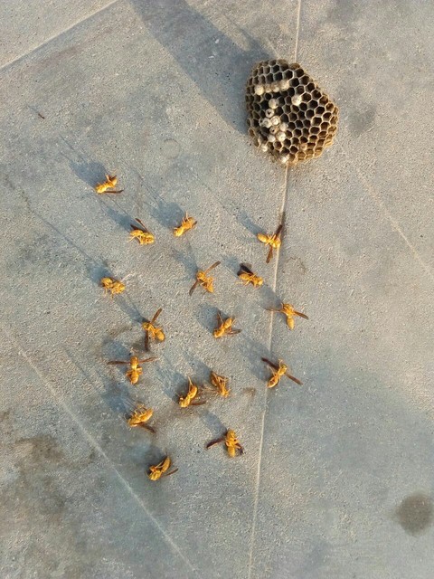 BEAUTIFUL DEAD BEES