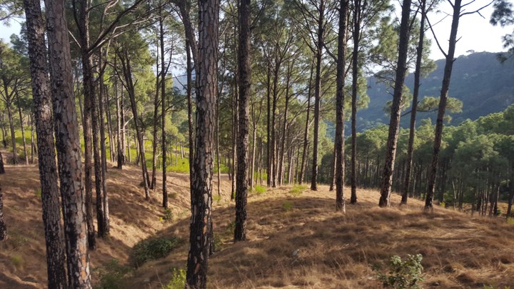 Forest