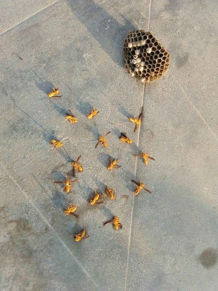 BEAUTIFUL DEAD BEES