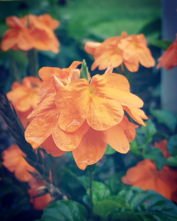 Orange you glad it rained?