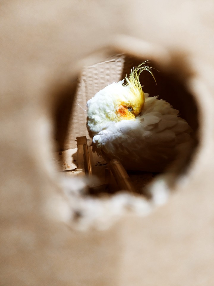 *Beautiful Cockatiel*