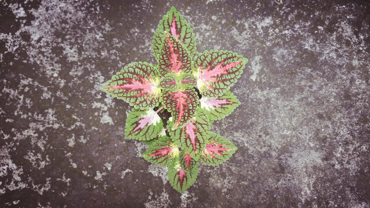 Planta