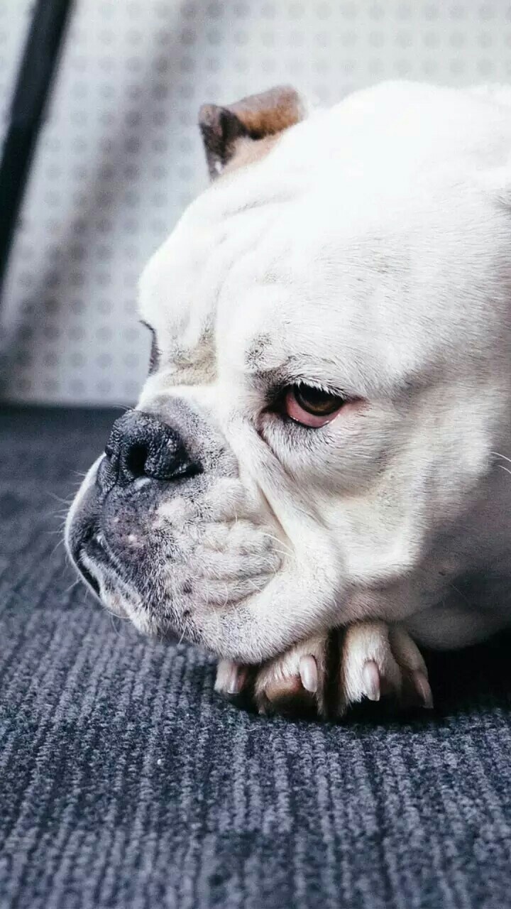angre dog
