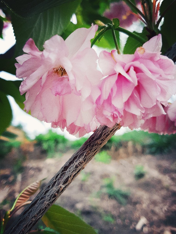 Botanical garden