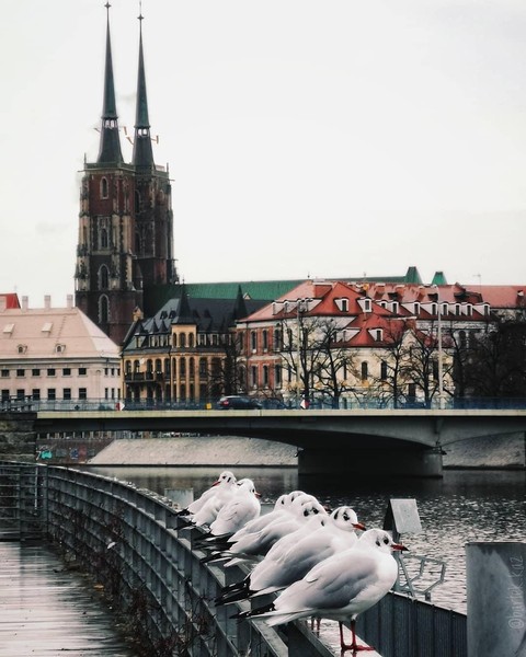 tapety Building, bird