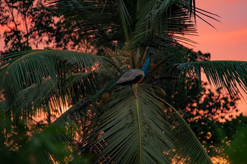 sfondi tropics, evening