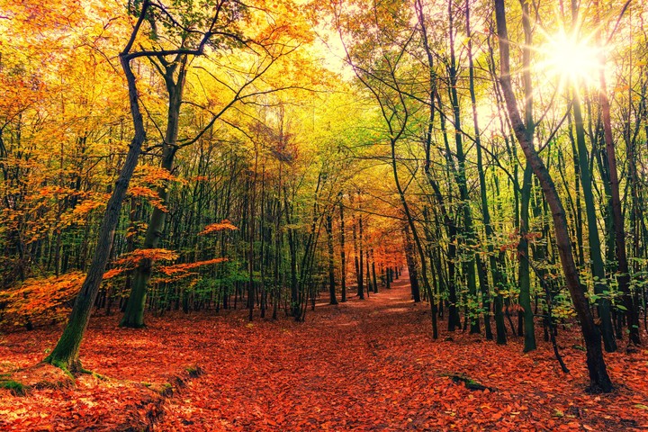 Forest Trail Autumn