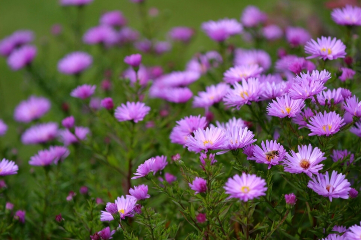 mi violeta rosa