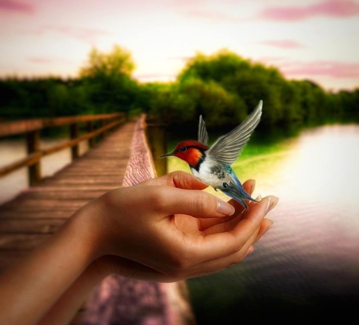 bird