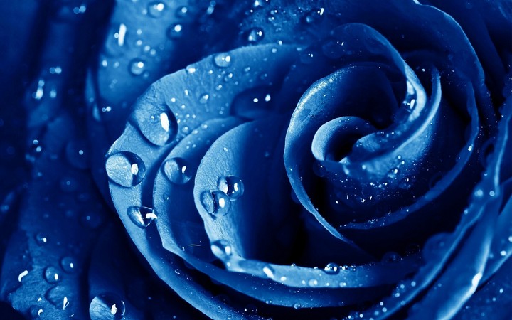 DROPS OF BLUE ROSE