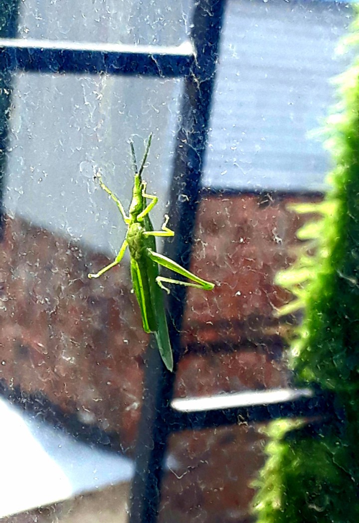 grasshopper