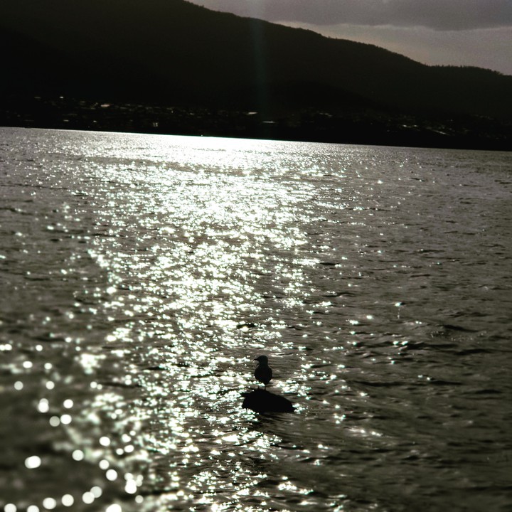 Bird by beach