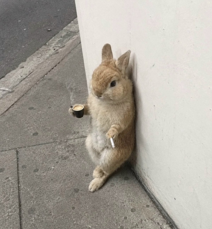 leporids, Rabbit壁紙