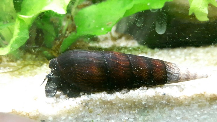Turmdeckelschnecke