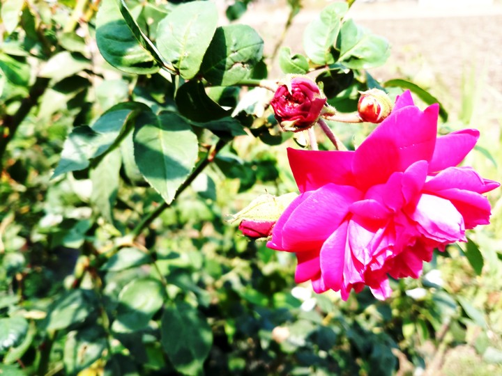 rose flowers are  always beautiful
